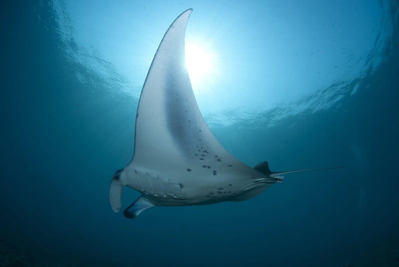 Manta Ray