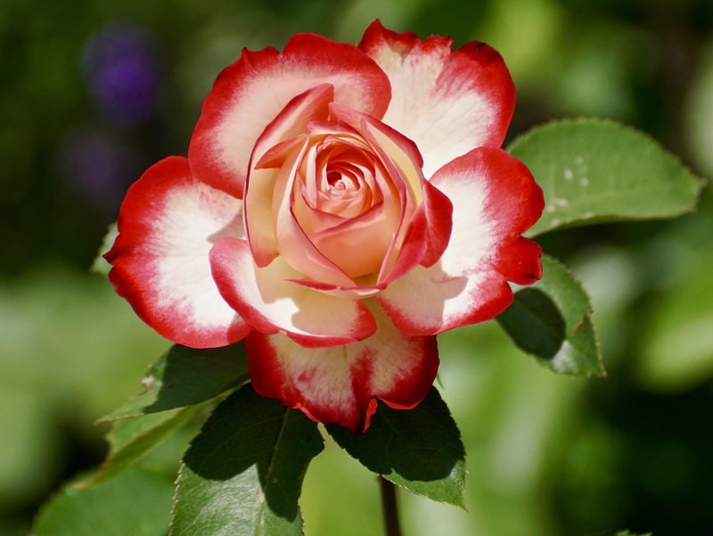 Elven Rose Centerpiece